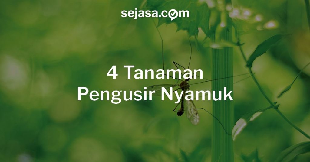 tanaman pengusir nyamuk