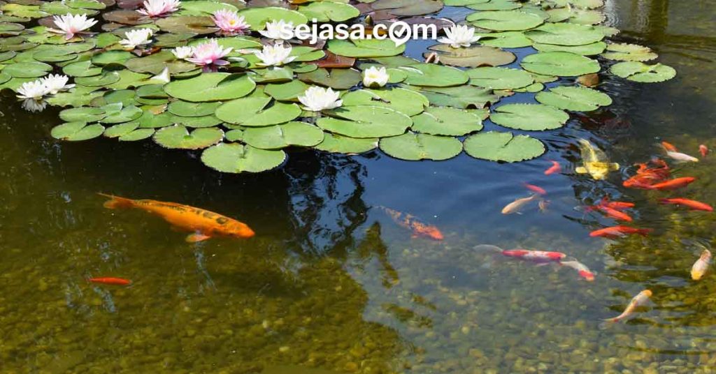 kolam ikan