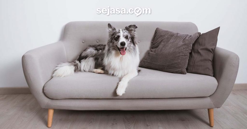 sofa nyaman