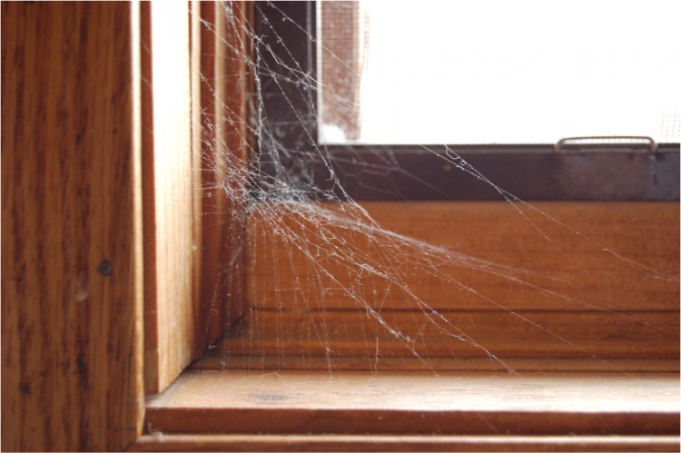 membersihkan jaring laba-laba